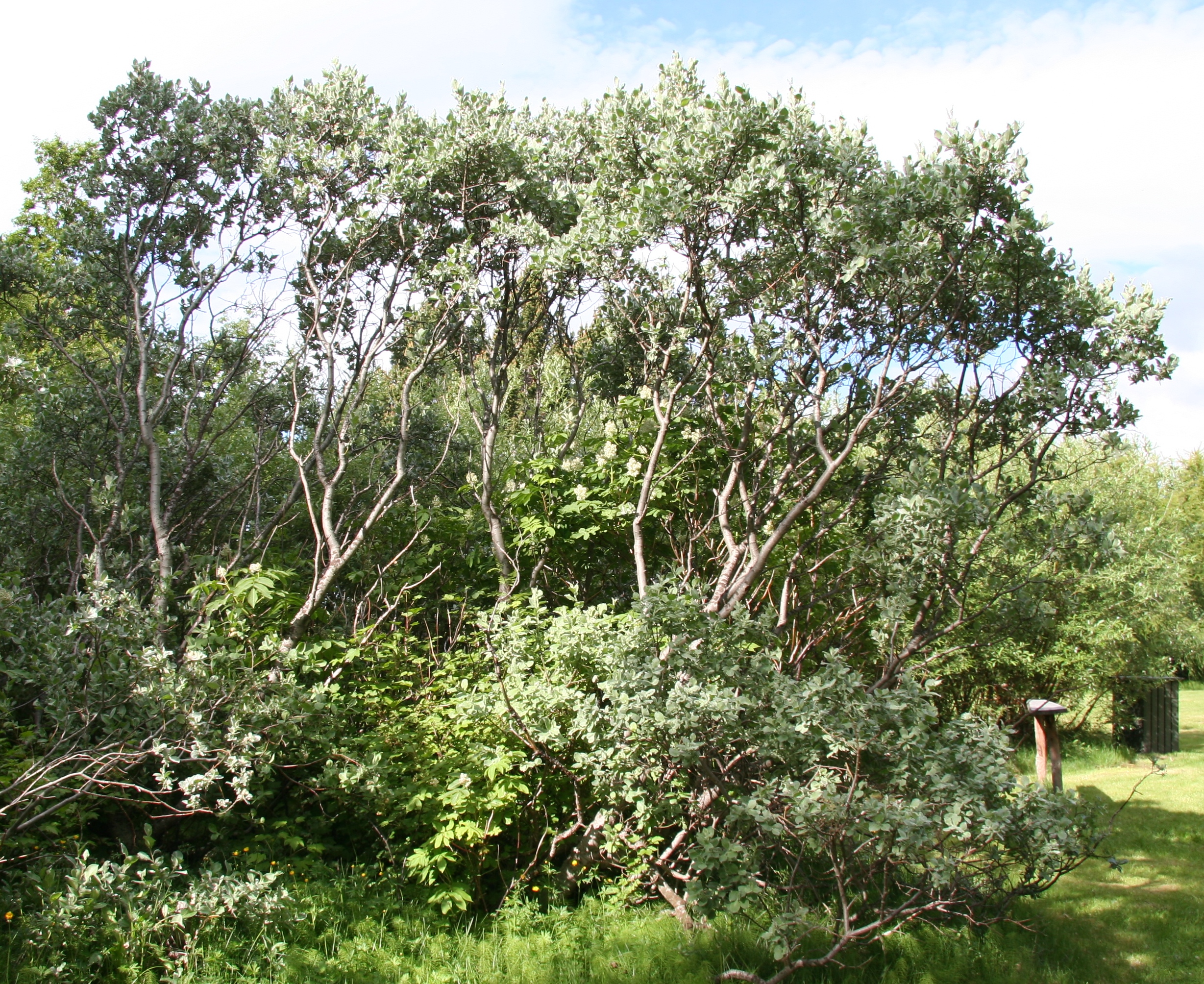 gamall loðvíðir.JPG